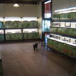 Pond Shop  - Aquariums filled with water, plants and fish - compressor fixed.  Salem the cat doing her daily patrolling of the pond shop. 7/25/13